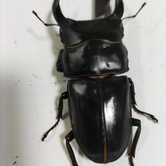能勢YG血統オオクワガタペア新成虫⑤の画像