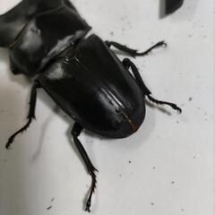 能勢YG血統オオクワガタペア新成虫⑤の画像