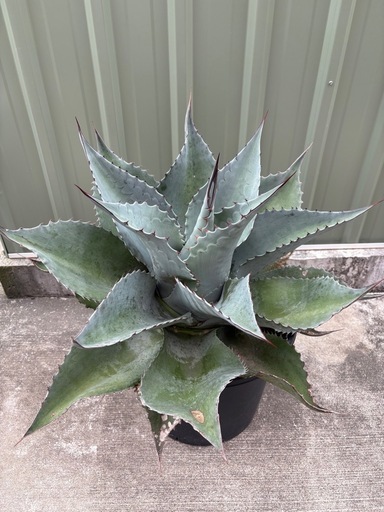 アガベ　オバティフォリア　決まりました！