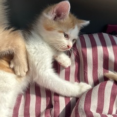 子猫の里親募集★