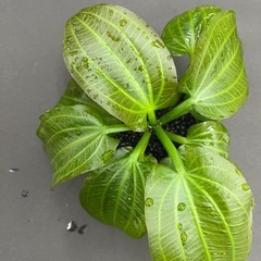 【水草】エキノドルス　イグアス2009の画像