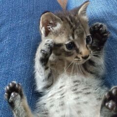 自宅に前に遺棄され、助けを求めていた子猫さん😿 - 猫