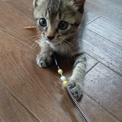 自宅に前に遺棄され、助けを求めていた子猫さん😿の画像