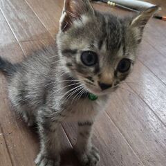 自宅に前に遺棄され、助けを求めていた子猫さん😿