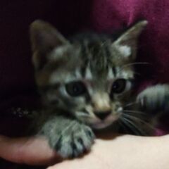 自宅に前に遺棄され、助けを求めていた子猫さん😿 - 里親募集