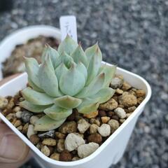 エケベリアティッピーの画像