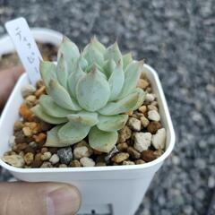 エケベリアティッピーの画像