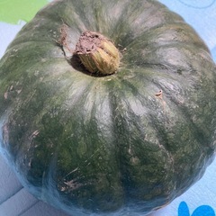 巨大カボチャ　約20cm以上　野菜　食品　格安‼️