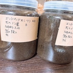 エンドウゴホンヅノカブト 幼虫5頭セット 孵化から半年以上経過の画像
