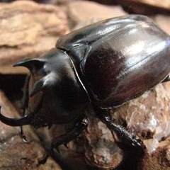 エンドウゴホンヅノカブト 幼虫5頭セット 孵化から半年以上経過の画像