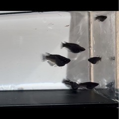 オロチの画像