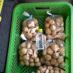 無農薬　新ジャガ男爵、メークイーンの販売の画像
