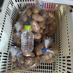 無農薬　新ジャガ男爵、メークイーンの販売の画像