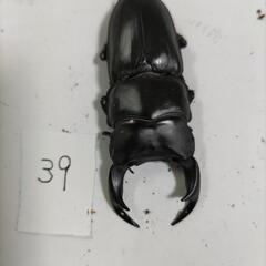 （お取引中）能勢YG血統オオクワガタペア新成虫⑦の画像