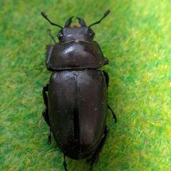 WDノコギリクワガタペアの画像