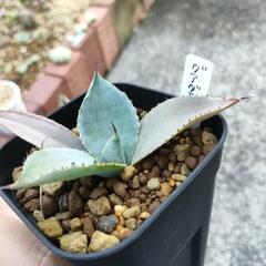 アガベ　グアダラハラナの画像