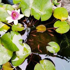 メダカ/オロチと楊貴妃の幼魚の画像