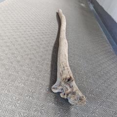 値下げ💦茅ヶ崎天然流木の画像