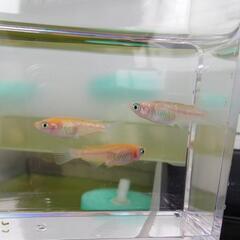 紅白ラメ 赤勝ち白勝ち　3匹　メダカ・改良メダカ