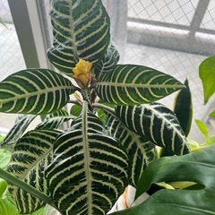 アフェランドラ・スクアローサ「ダニア」⭐︎観葉植物の画像