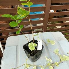 🌱植物🌱  柿の木（甘柿）   盆栽 、苔玉などに。の画像