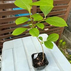 🌱植物🌱  柿の木（甘柿）   盆栽 、苔玉などに。の画像