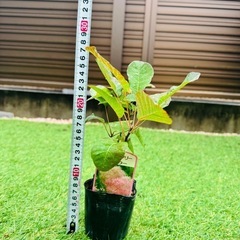 スモークツリー苗木 バイカラーの画像