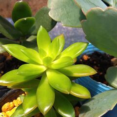 多肉植物3種類の画像