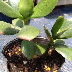 多肉植物3種類の画像