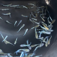 エメキン×花魁　　20匹の画像