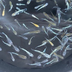 エメキン×花魁　　20匹の画像