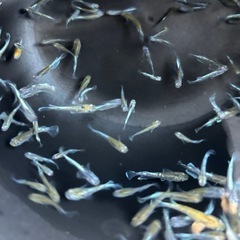エメキン×花魁　　20匹の画像