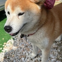 大人しく吠えません。おっとりした優しい芝犬のオスです。