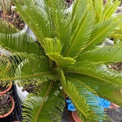 蘇鉄　ソテツ　 ガーデニング　植木　庭木　木　No.18の画像