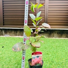 スモークツリー苗木 ラブリーローズの画像