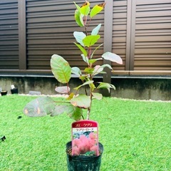スモークツリー苗木 ラブリーローズ