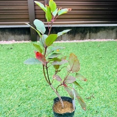 スモークツリー苗木 ラブリーローズの画像