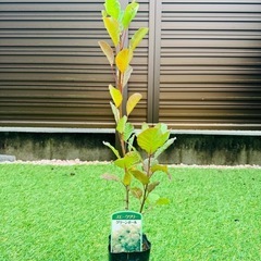 スモークツリー苗木 グリーンボール