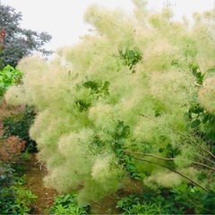 スモークツリー苗木 グリーンボールの画像