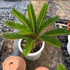 蘇轍　ソテツ　植木　近場配達可能　引き取り　ガーデニング　No.1の画像