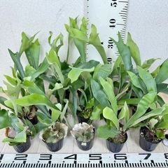 観葉植物　1株からお裾分け　生育良好 コウモリラン・ビカクシダ ネザーランド① 〜⑩→⑧の画像