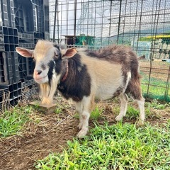 ヤギ・ヒツジ好きな人と繋がりたい🐐