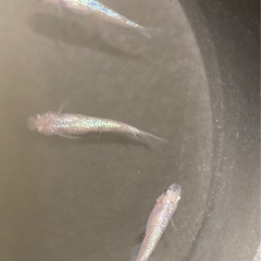 改良メダカ  成魚  1ペア＋1匹  ✨白斑ラメ幹之サファイヤ系✨の画像