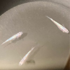 改良メダカ  成魚  1ペア＋1匹  ✨白斑ラメ幹之サファイヤ系✨の画像