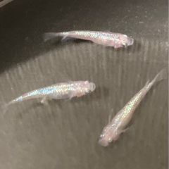 改良メダカ  成魚  1ペア＋1匹  ✨白斑ラメ幹之サファイヤ系✨の画像