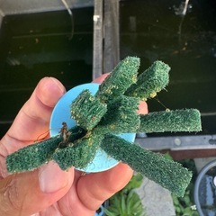 メダカ卵　たくさん　　の画像