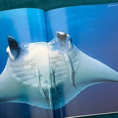 ☆写真集☆ 悠久沖縄 2001年のBLUEの画像