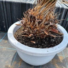 蘇鉄　ソテツ　庭木　鉢入り　植木　No.12 の画像