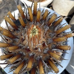 蘇鉄　ソテツ　庭木　鉢入り　植木　No.12 の画像