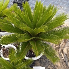 蘇鉄　ソテツ　庭木　鉢入り　植木　No.12 の画像